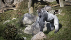 Thumbnail voor Beroemde gorilla Bokito uit Diergaarde Blijdorp onverwachts overleden