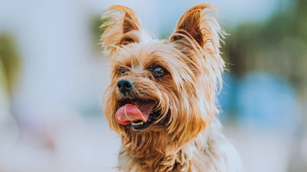 hond ondergrondse container