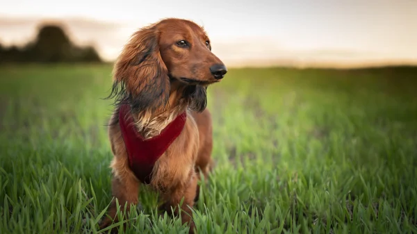 verdronken hond kattendraagbench