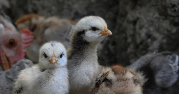 Ruim 80 ernstig verwaarloosde dieren meegenomen bij hobbyboer