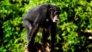 Thumbnail voor Ontroerende beelden van chimpansee die na 29 jaar opsluiting voor het eerst buiten is