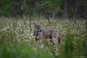 Thumbnail voor Schapenboer gewond na aanval wolf, politie schiet dier dood