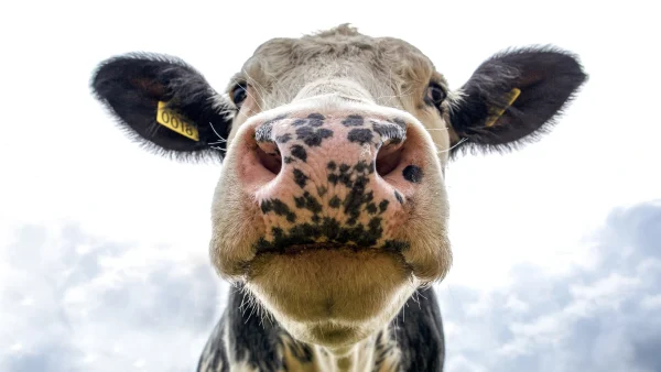 Laetitia redt koe van slacht met crowdfunding: 'Koeien zijn meer dan alleen maar melkproductie'