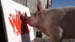 Thumbnail voor Kloddertje hier, kloddertje daar: varken Pigcasso schildert miljoenen bij elkaar