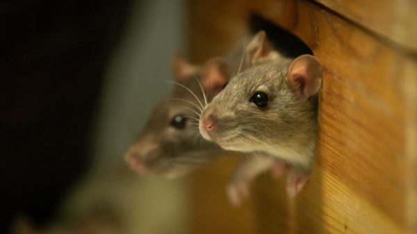 Twee ratten steken uit een gat van een houten doos