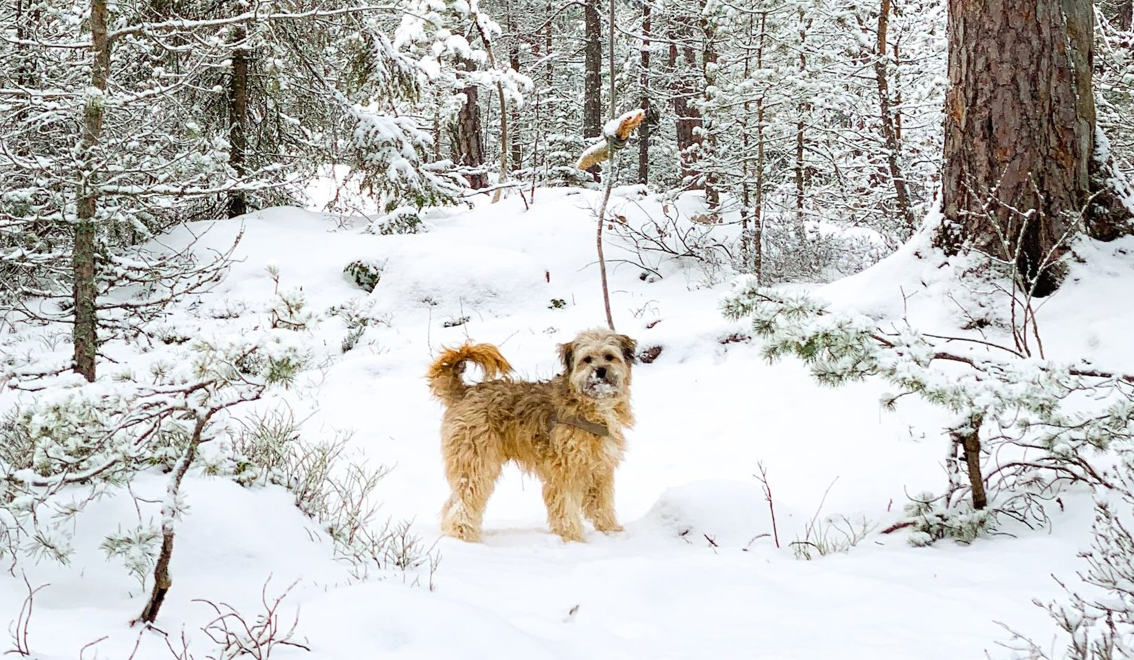 Warme trui aan en Mariah Carey door de speakers: dit weekend (natte) sneeuw op komst