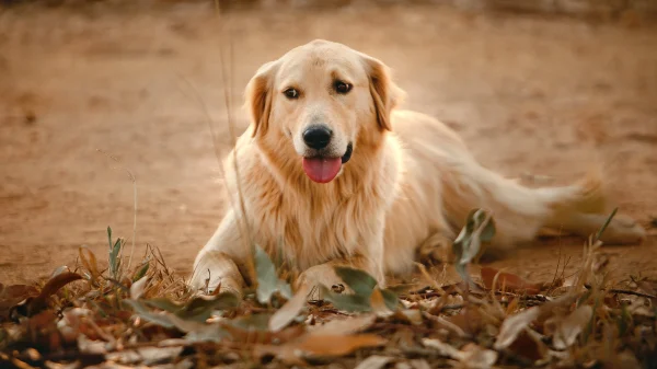 golden retriever