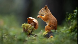 Thumbnail voor Dit zijn de mooiste natuurfoto’s van het jaar volgens The Nature Photography Contest