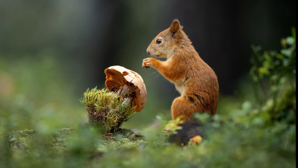 Dit zijn de mooiste natuurfoto’s van het jaar volgens The Nature Photography Contest