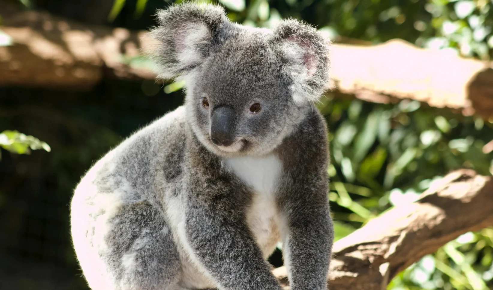 koala