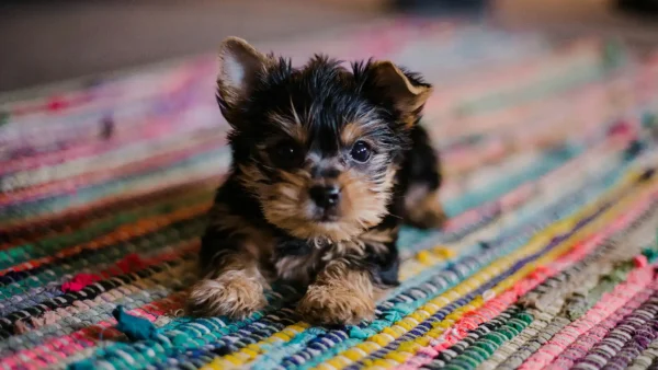 Een puppy ligt op een mat