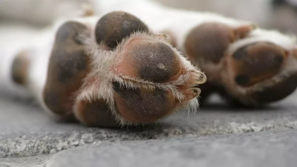 Verwaarloosde hond bevalt midden op terras van 8 puppies