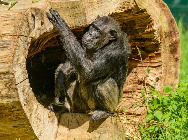 Moederchimpansee kan geen afscheid nemen: tilt al 3 maanden overleden jong op haar rug