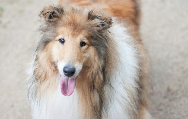 Japanner die duizenden euro’s betaalde om hond te zijn heeft spijt: 'Zeer lastig om die bewegingen na te bootsen'