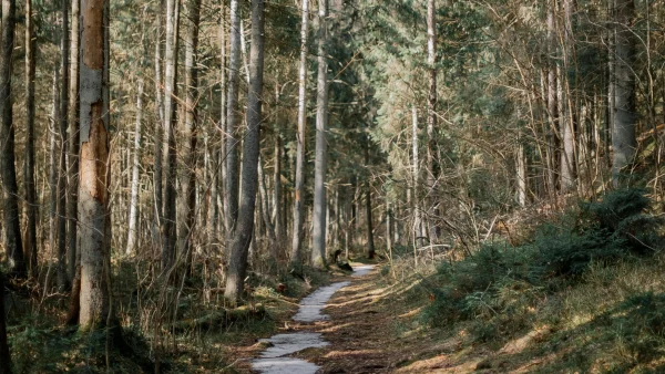 kinderen overleven bos