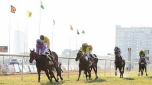 Thumbnail voor Shocking: vlees van racepaarden gevonden in bitterballen en kroketten