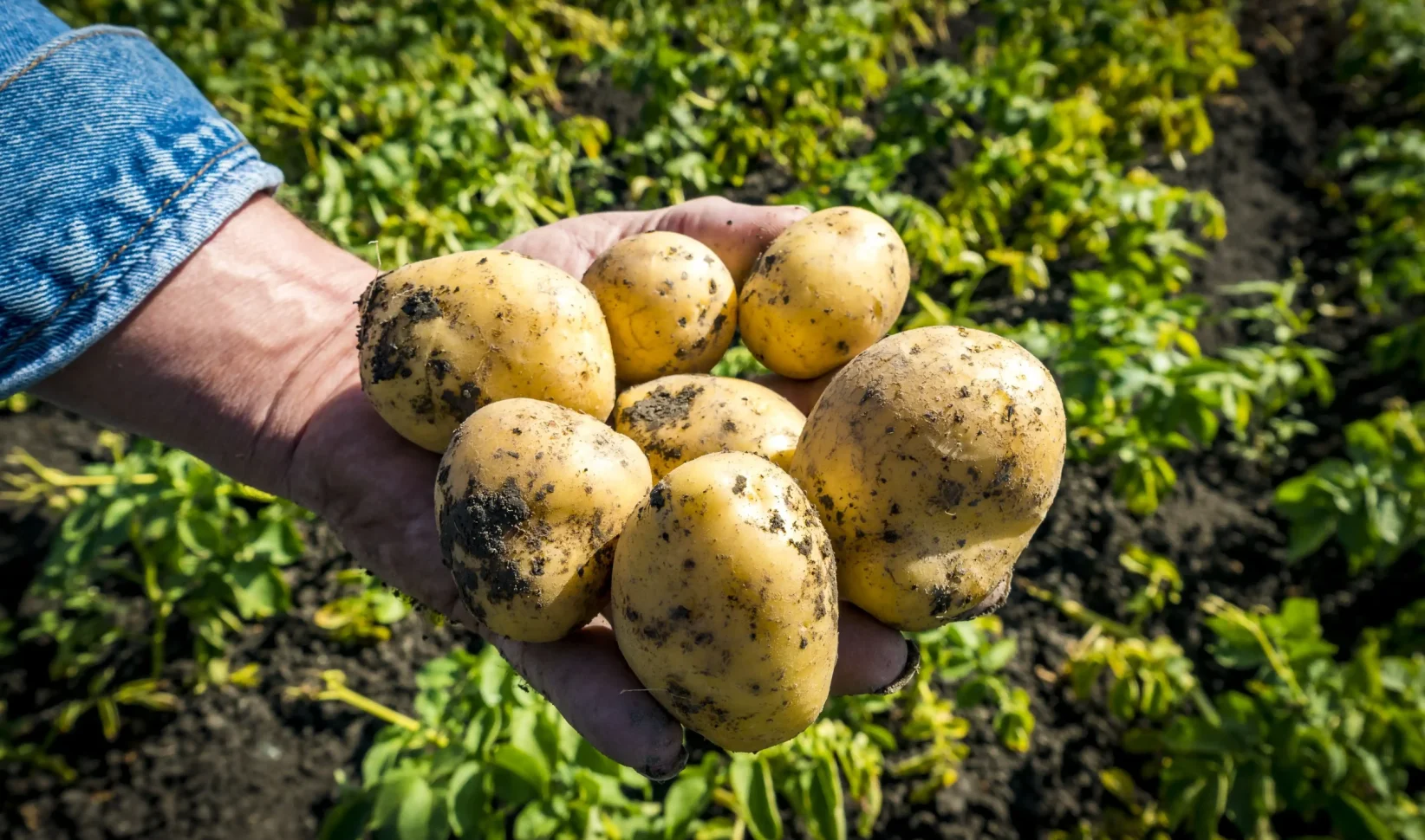 Aardappels in gevaar door waterschimmel en regen