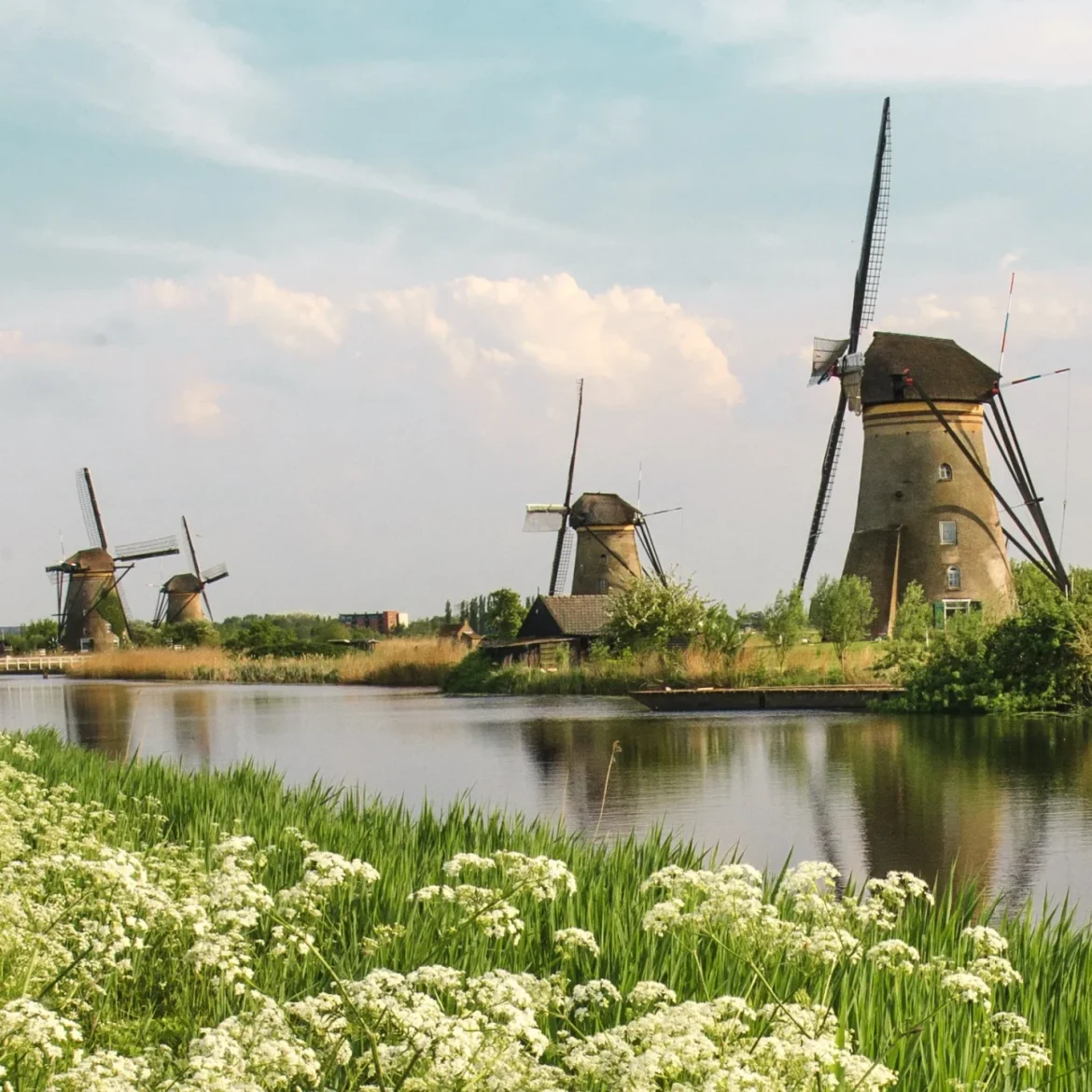 Windmolen nederland zomer bloemen