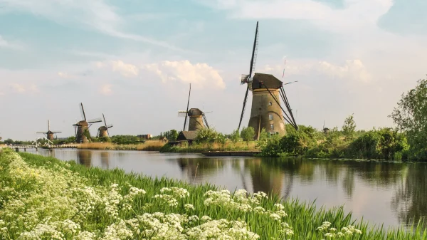 Windmolen nederland zomer bloemen