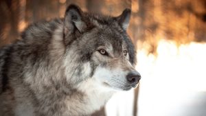 Thumbnail voor Wolf valt kind aan in natuurgebied nabij Leusden, provincie waarschuwt om gebied te vermijden