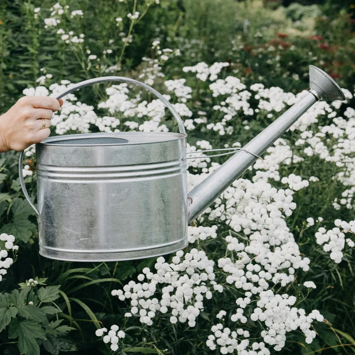 Je planten water geven in de zon: schadelijk of niet?