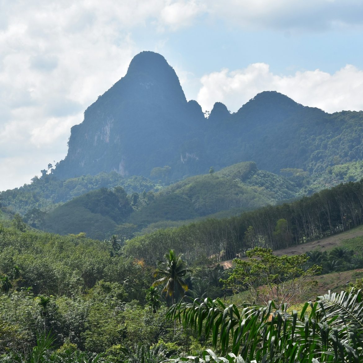 thailand jungle