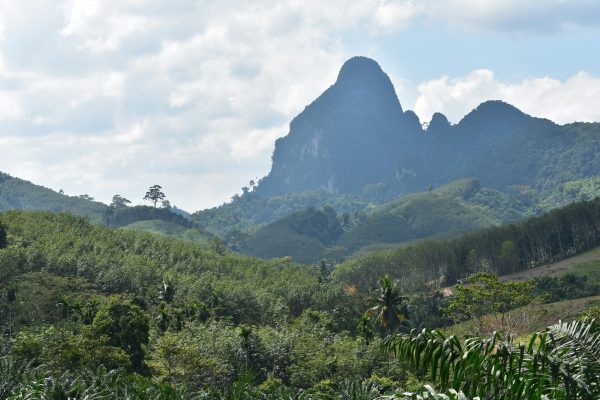 thailand jungle