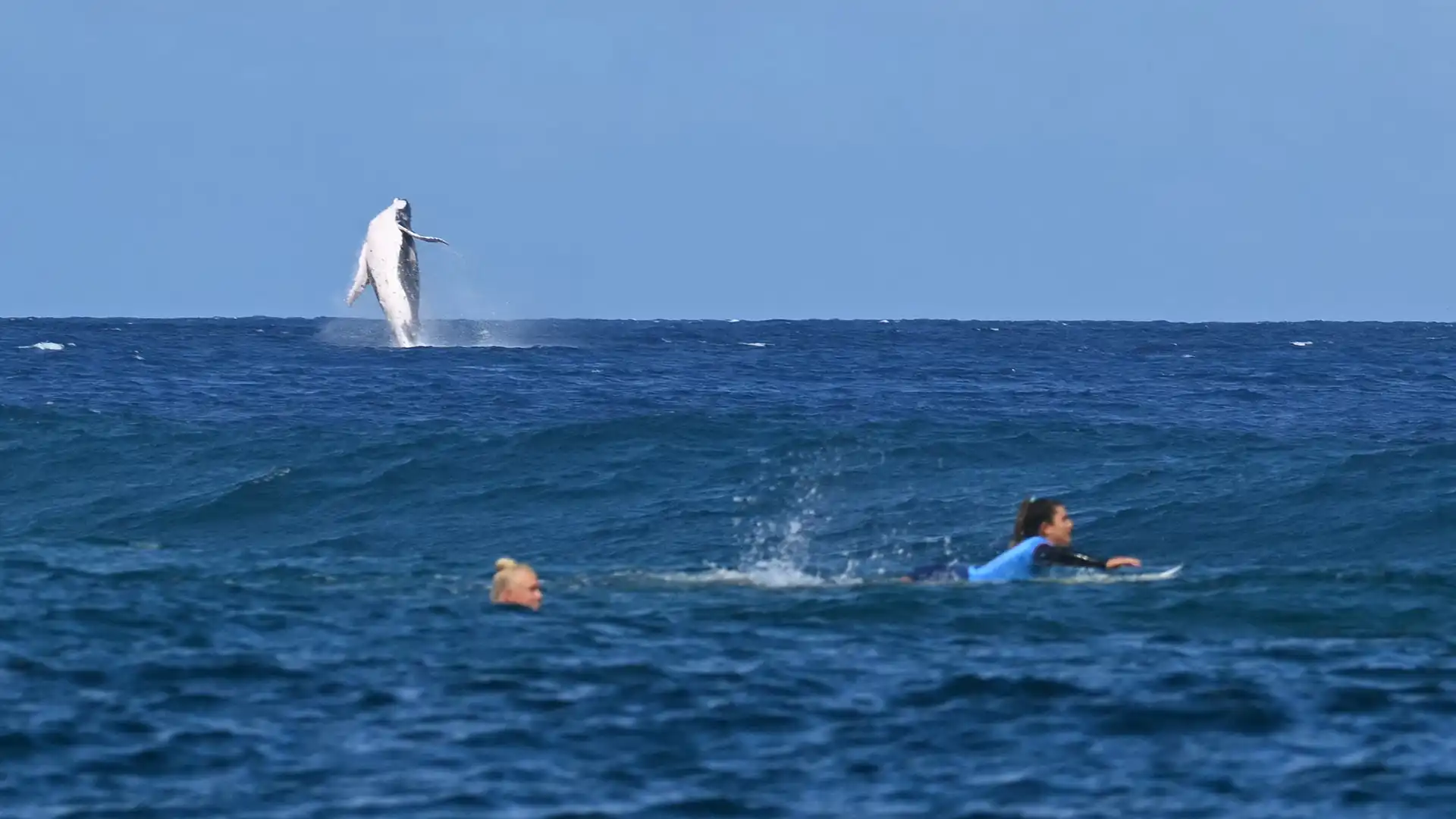 De walvis tijdens de halve finale surfen op de Olympische Spelen