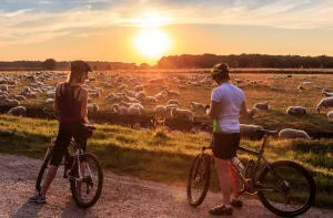 Fietsers bij ondergaande zon in de heide met schapen