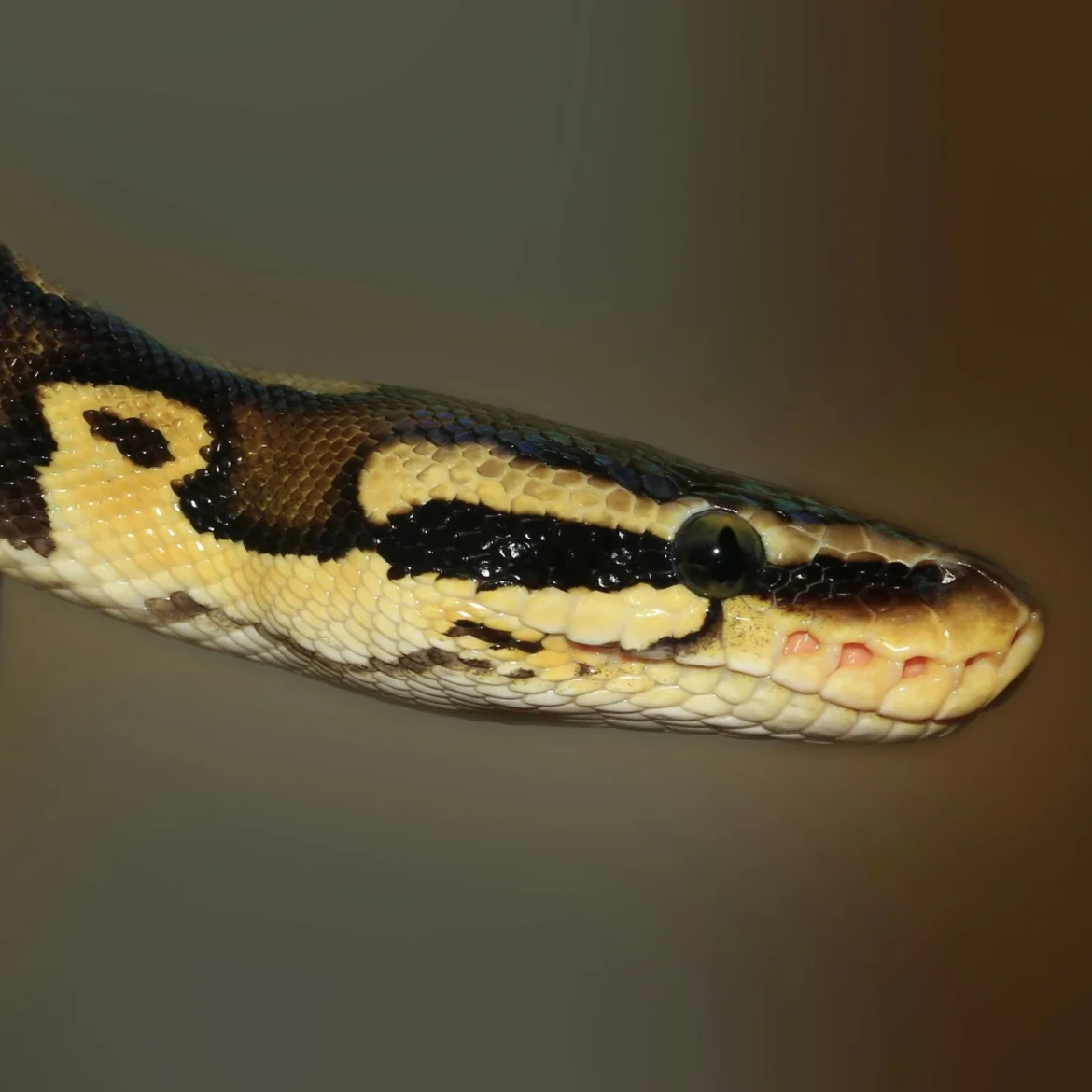 Thaise vrouw python