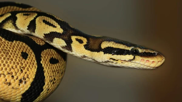 Thaise vrouw python