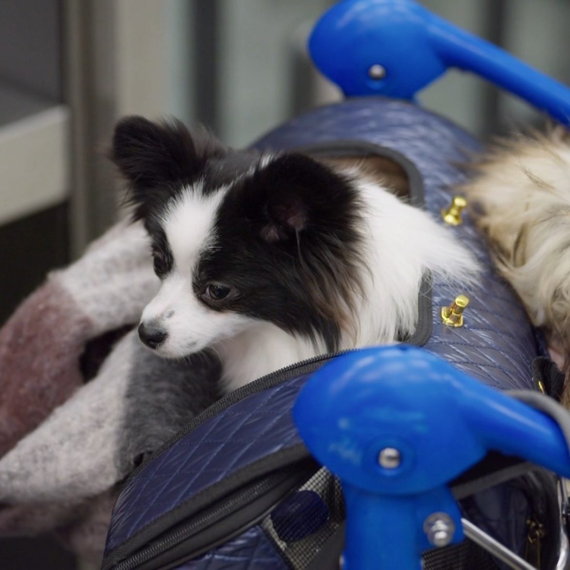 Vrouw reist met hondje van haar vader in 'Schiphol Airport'