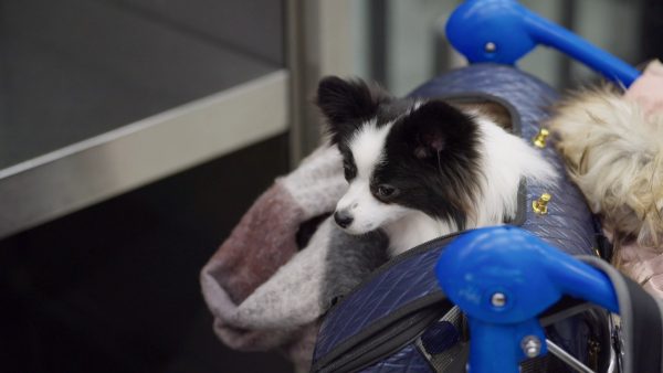 Vrouw reist met hondje van haar vader in 'Schiphol Airport'