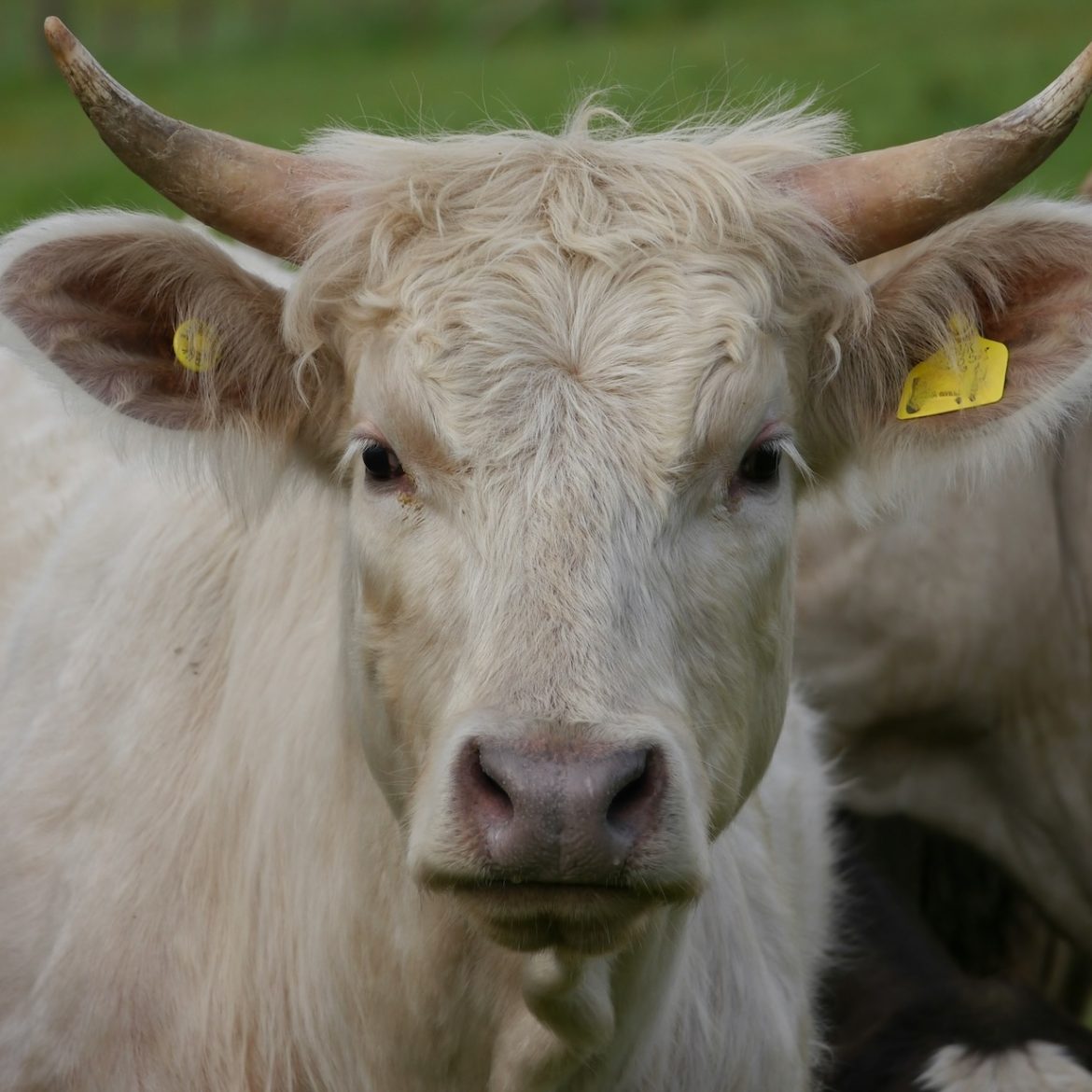 Vrouw in het Noord-Hollandse Wijdewormer 'levensgevaarlijk verwond' door agressieve stier