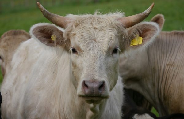 Vrouw in het Noord-Hollandse Wijdewormer 'levensgevaarlijk verwond' door agressieve stier