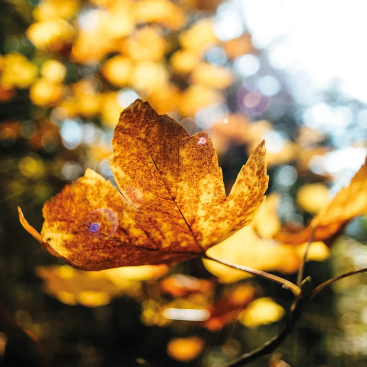 Vanaf donderdag krijgen we zonnig herfstweer: dit is wat je kunt verwachten