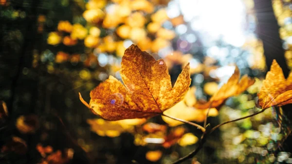 Vanaf donderdag krijgen we zonnig herfstweer: dit is wat je kunt verwachten