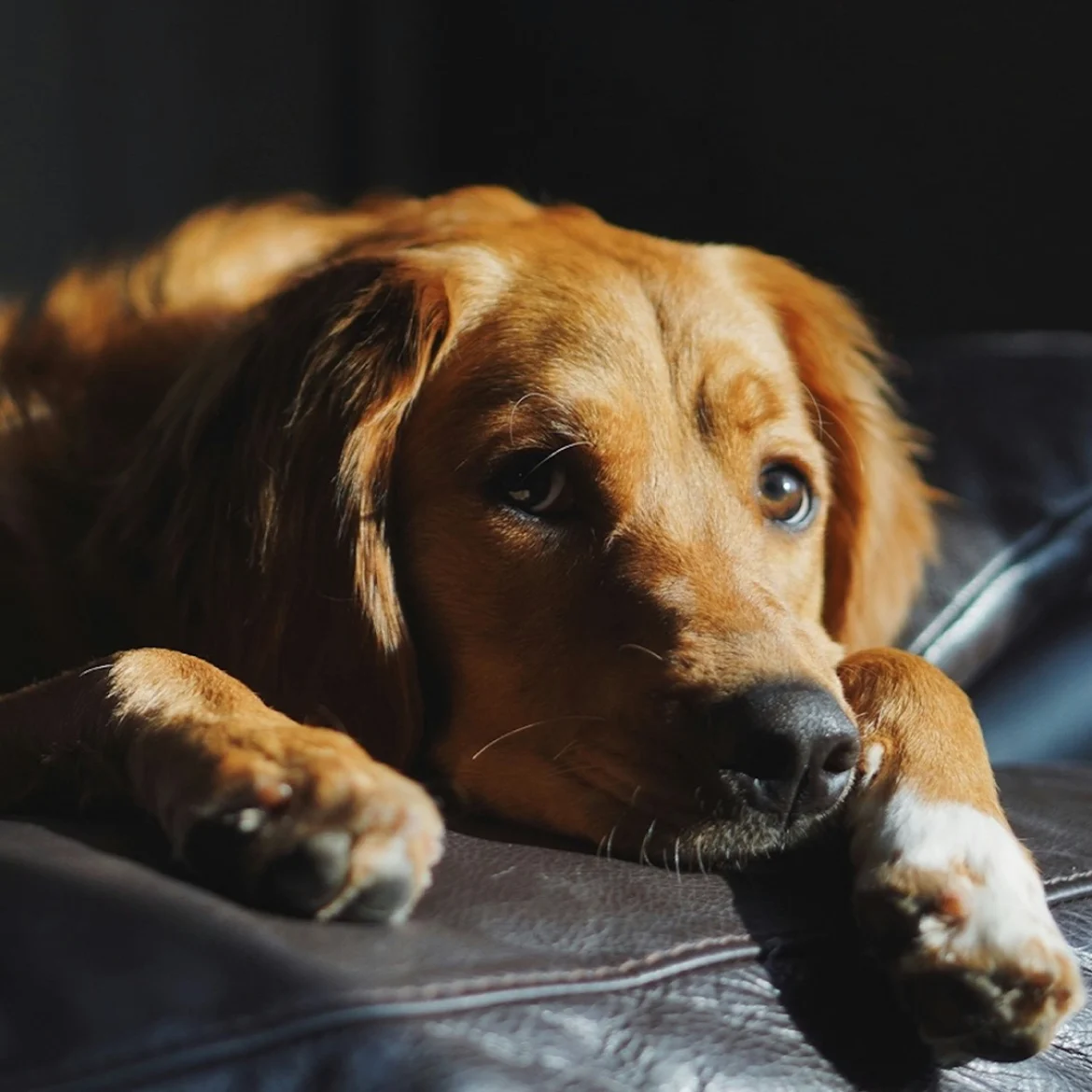 Steeds meer honden- en kattenbaasjes financieel in de knel: 'Verwaarlozing neemt fors toe'