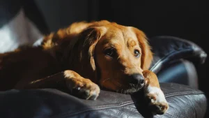 Thumbnail voor Steeds meer honden- en kattenbaasjes financieel in de knel: 'Verwaarlozing neemt fors toe'