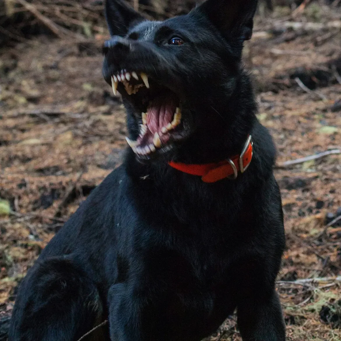 Grommende hond