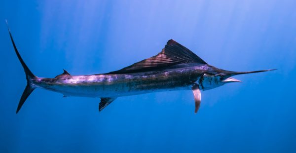 Bizzarro incidente in Italia: donna trafitta da un pesce spada