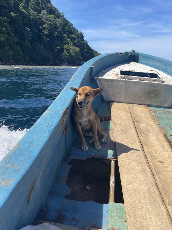 Hond in boot bij het eiland Kri.