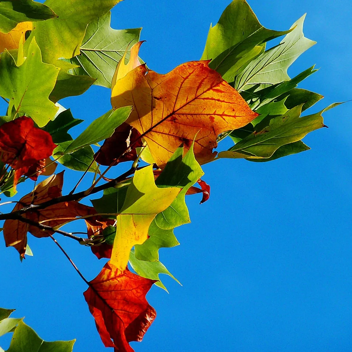 Herfstbladeren met een blauwe lucht