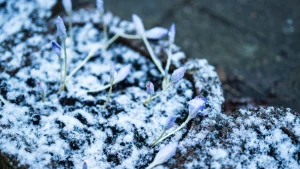 Thumbnail voor Hier zijn vannacht de eerste sneeuwvlokken gevallen