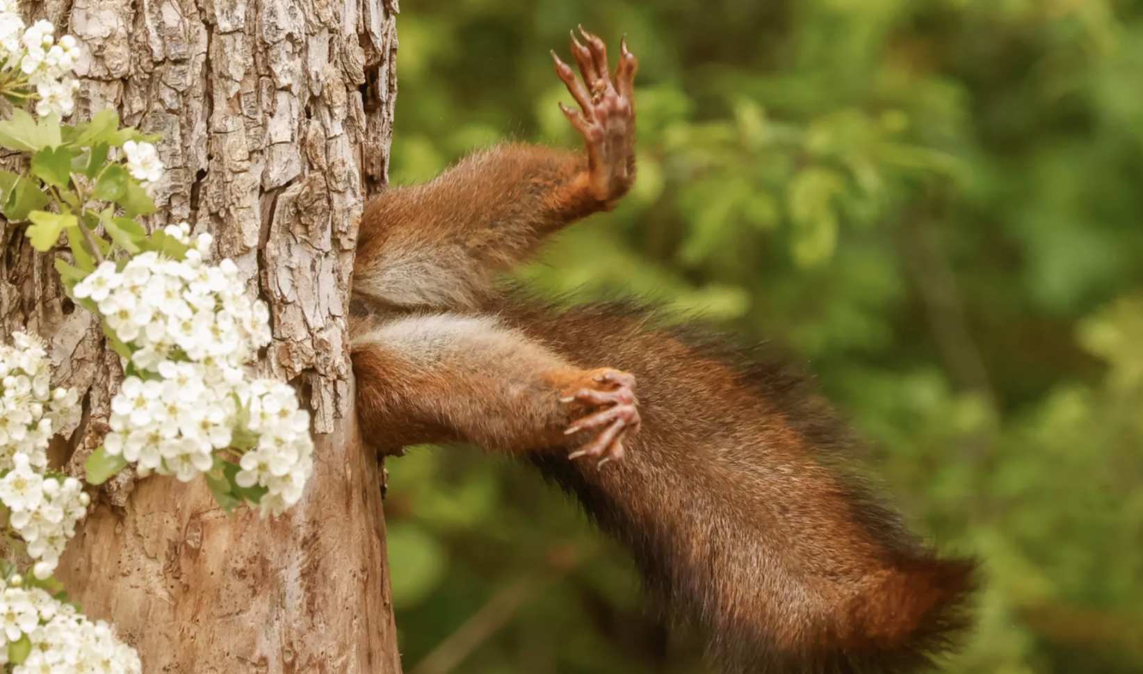 comedy wildlife photography awards