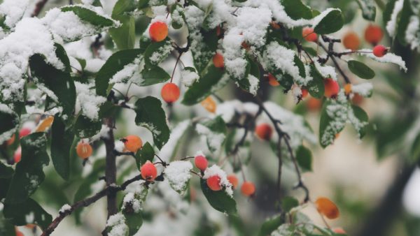 Eerste sneeuw van 2025 verwacht: winterse taferelen op komst