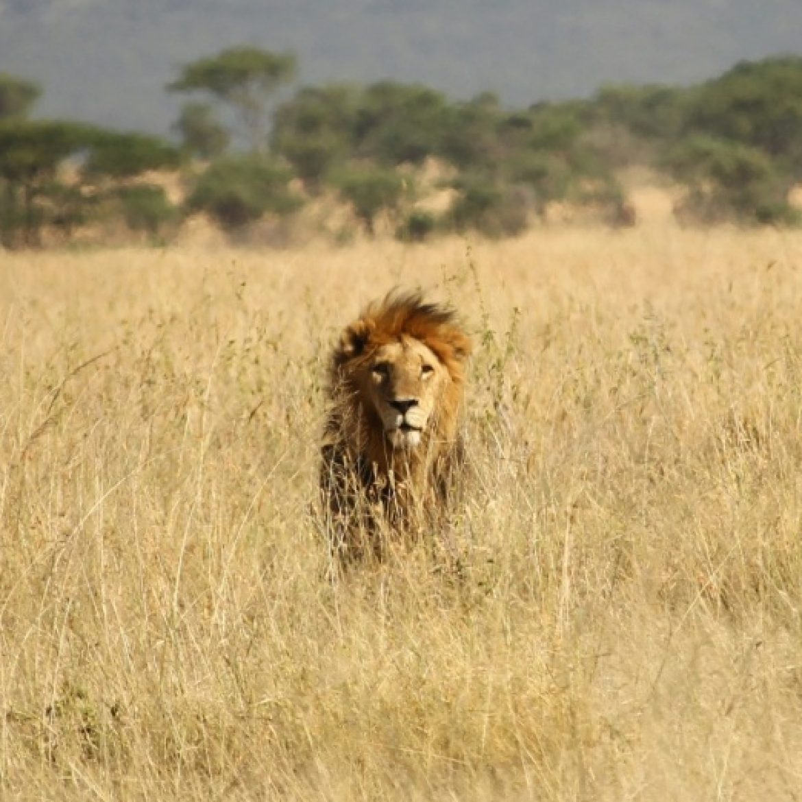 Achtjarige jongen overleeft vijf dagen tussen leeuwen in Zimbabwaans safaripark