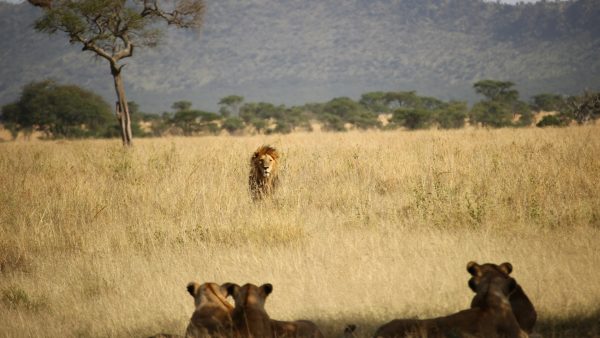 Achtjarige jongen overleeft vijf dagen tussen leeuwen in Zimbabwaans safaripark