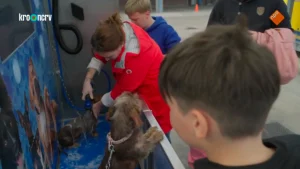 Thumbnail voor Familie Wildeman legt honden in de watten tijdens Dierendag: 'Normaal stinken ze altijd, nu zijn ze goed gewassen'