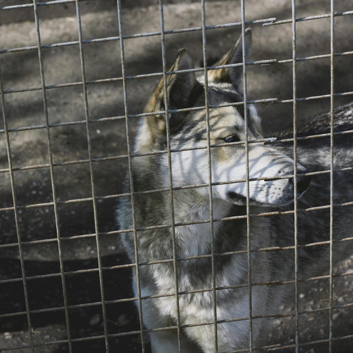 honden in kennel | Zevenjarig jongetje in België overleden na aanval door vijf honden